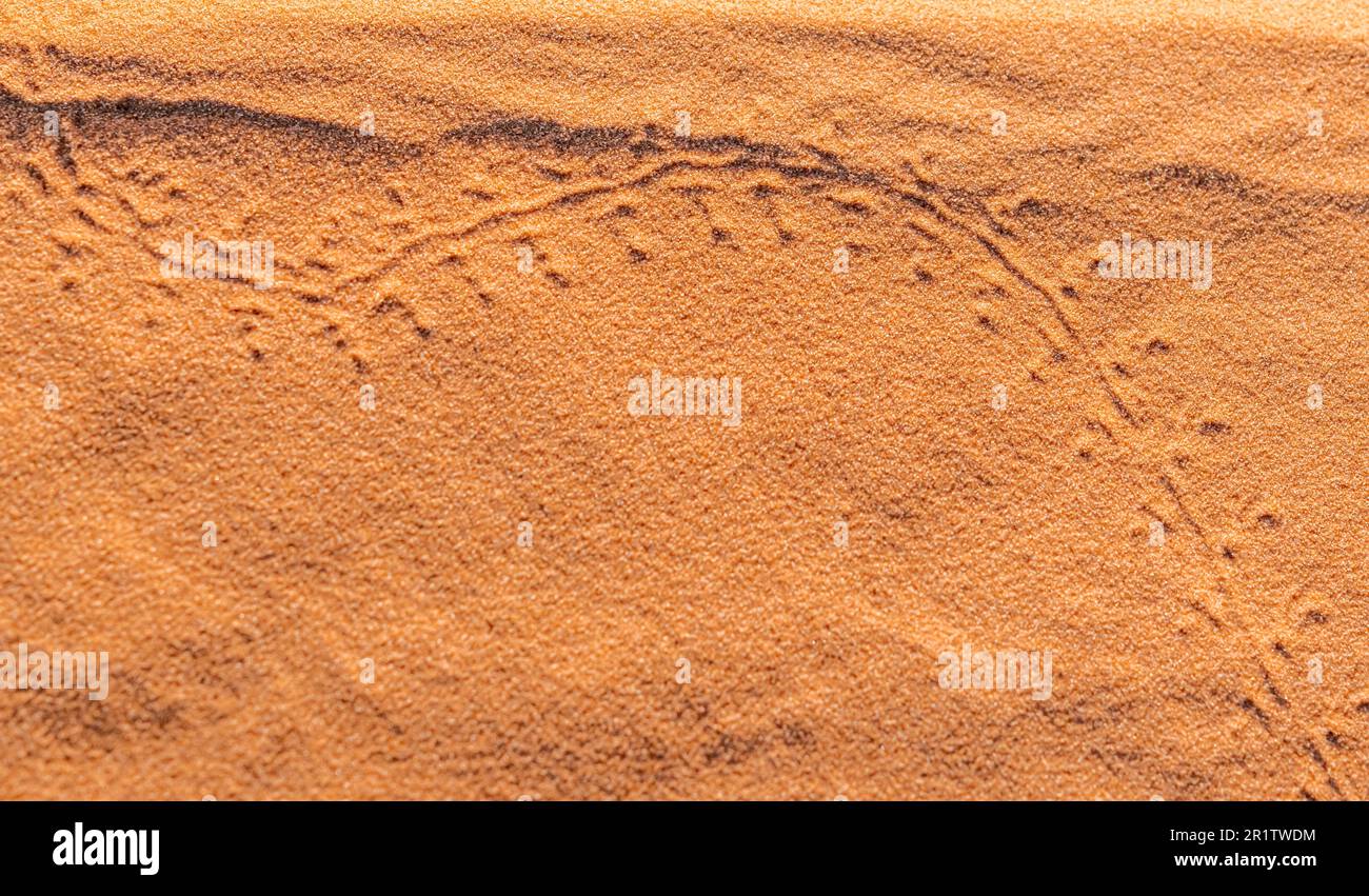 Empreintes d'un petit animal ou de traces d'insectes dessinant deux arcs sur le sable rouge doré du désert du Sahara. Gros plan de la vue en hauteur de la macro. Banque D'Images