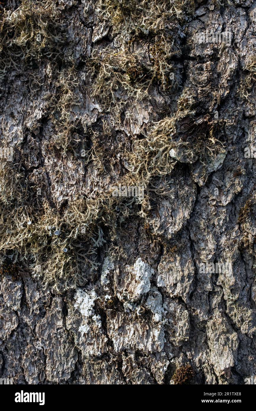Détail du cèdre de Chypre (Cedrus brevifolia), sentier de Tripylos, Mont Tripylos, Forêt de Paphos (Paphos), Chypre Banque D'Images