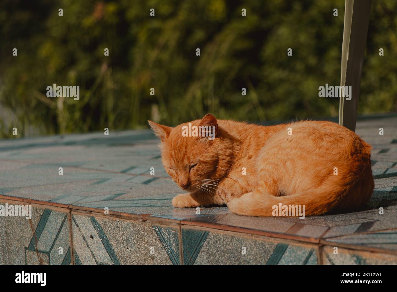 soleil de chat jaune Banque D'Images