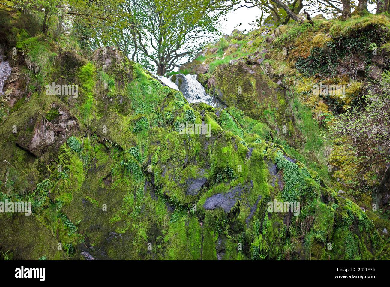 La cascade de Ceunant Mawr se trouve dans le village de Llanberis, à Snowdonia. Il est vu ici pendant une période sèche révélant le jardin de mousse derrière les chutes. Banque D'Images