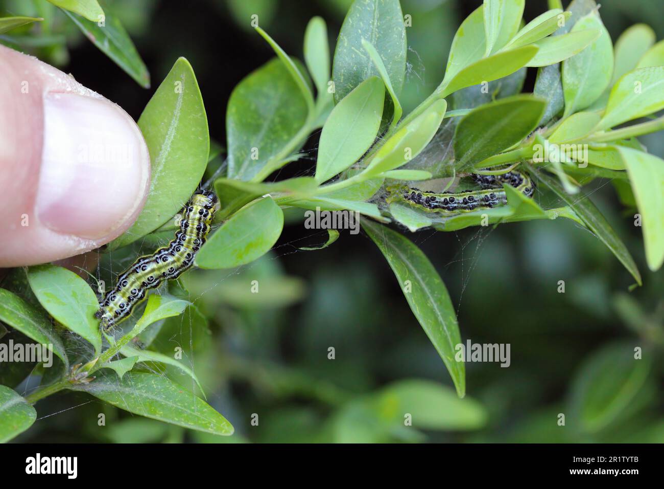 Chenilles de l'arbre de boîte (Cydalima perspectalis) sur Boxwood (Buxus sempervirens). En Europe, c'est une espèce de ravageurs exotiques et envahissants. Banque D'Images