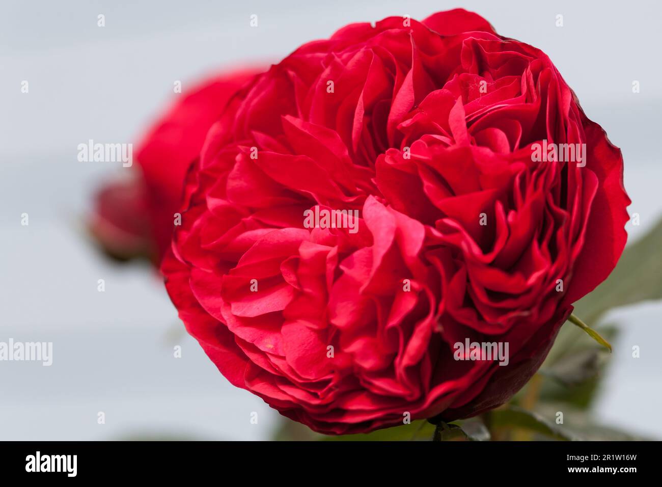 Fleur de rose écarlate sur fond blanc flou, photo macro avec sélectif avec mise au point douce Banque D'Images Fleur de rose écarlate sur fond blanc flou, photo macro avec sélectif avec mise au point douce Banque D'Images