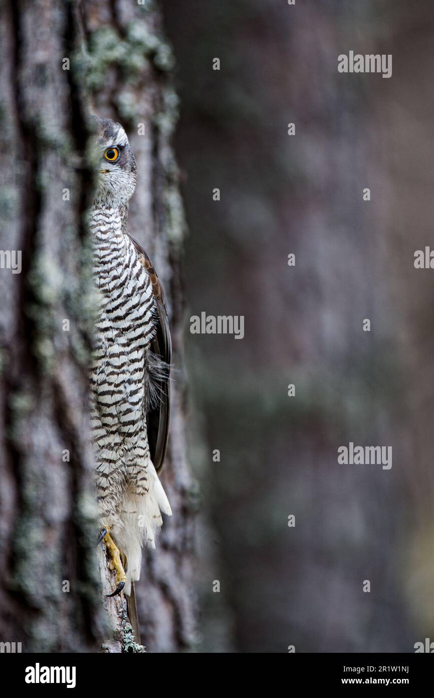 Un Sparrowhawk perché sur une branche d'arbre en gardant un oeil dans un cadre naturel extérieur Banque D'Images