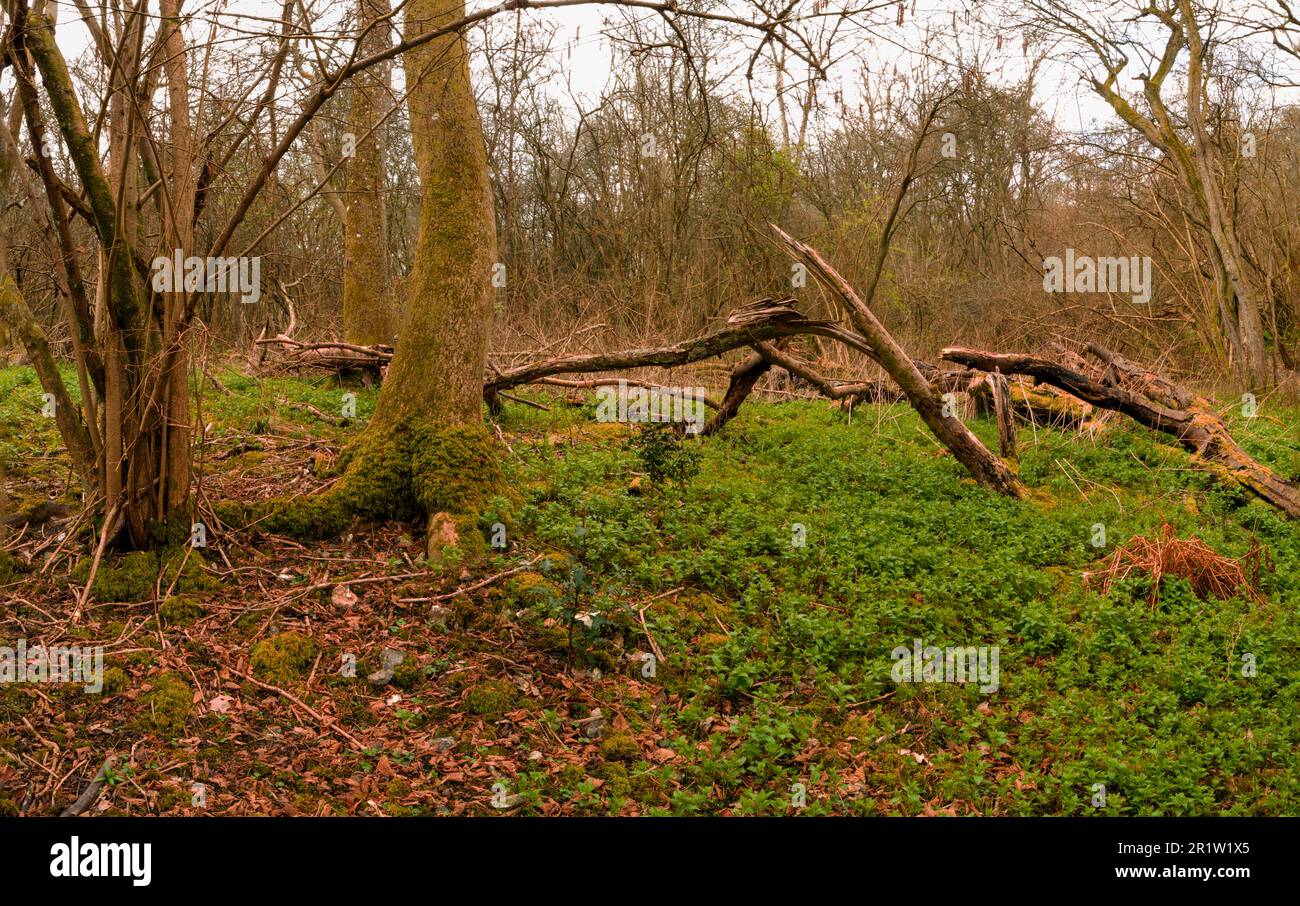 Natures chaos, forêt anglaise intime montrant des motifs et des textures dans l'environnement Banque D'Images