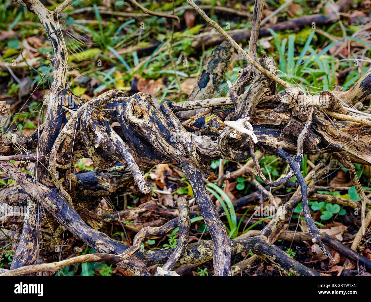 Natures chaos, forêt anglaise intime montrant des motifs et des textures dans l'environnement Banque D'Images