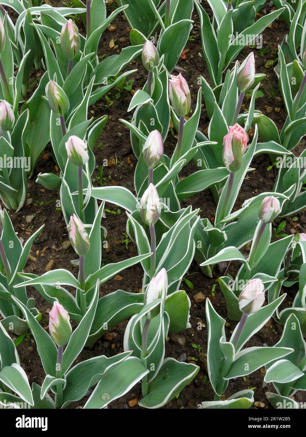 Des rangées nettes de la célèbre Tulipa 'China Town', tulipe 'China Town', juste avant la pleine floraison Banque D'Images