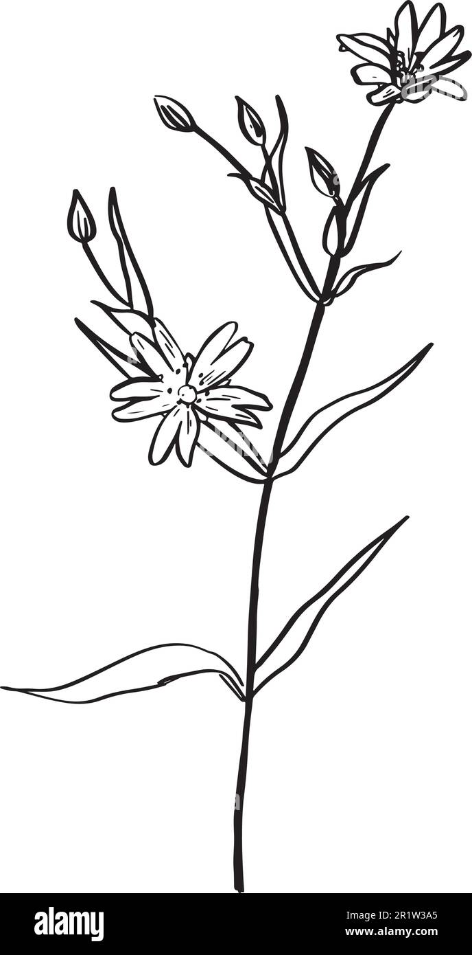 Une image montrant différentes parties de la grande Stitchwort ou Stellaria holosa ou Adderscarde . illustration de dessin vintage. Esquisse. Dessiné à la main Illustration de Vecteur