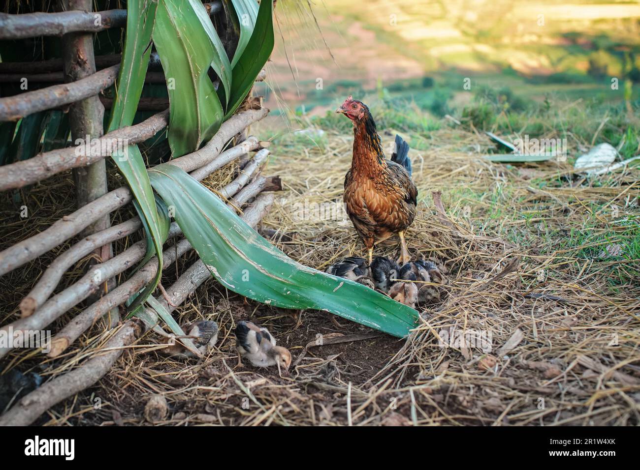 Groupe de petits poulets et de poules sur un terrain sale, cage provisoire en bois près, détail de gros plan d'un village typique d'Afrique Banque D'Images