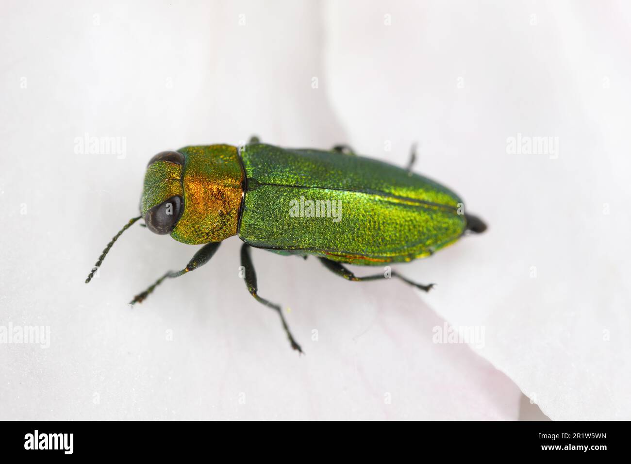 Coléoptère à bijoux, coléoptère métallique à bois (Anthaxia nitidula), assis sur une fleur de pommier. Les larves de cet insecte se développent dans le bois. Banque D'Images