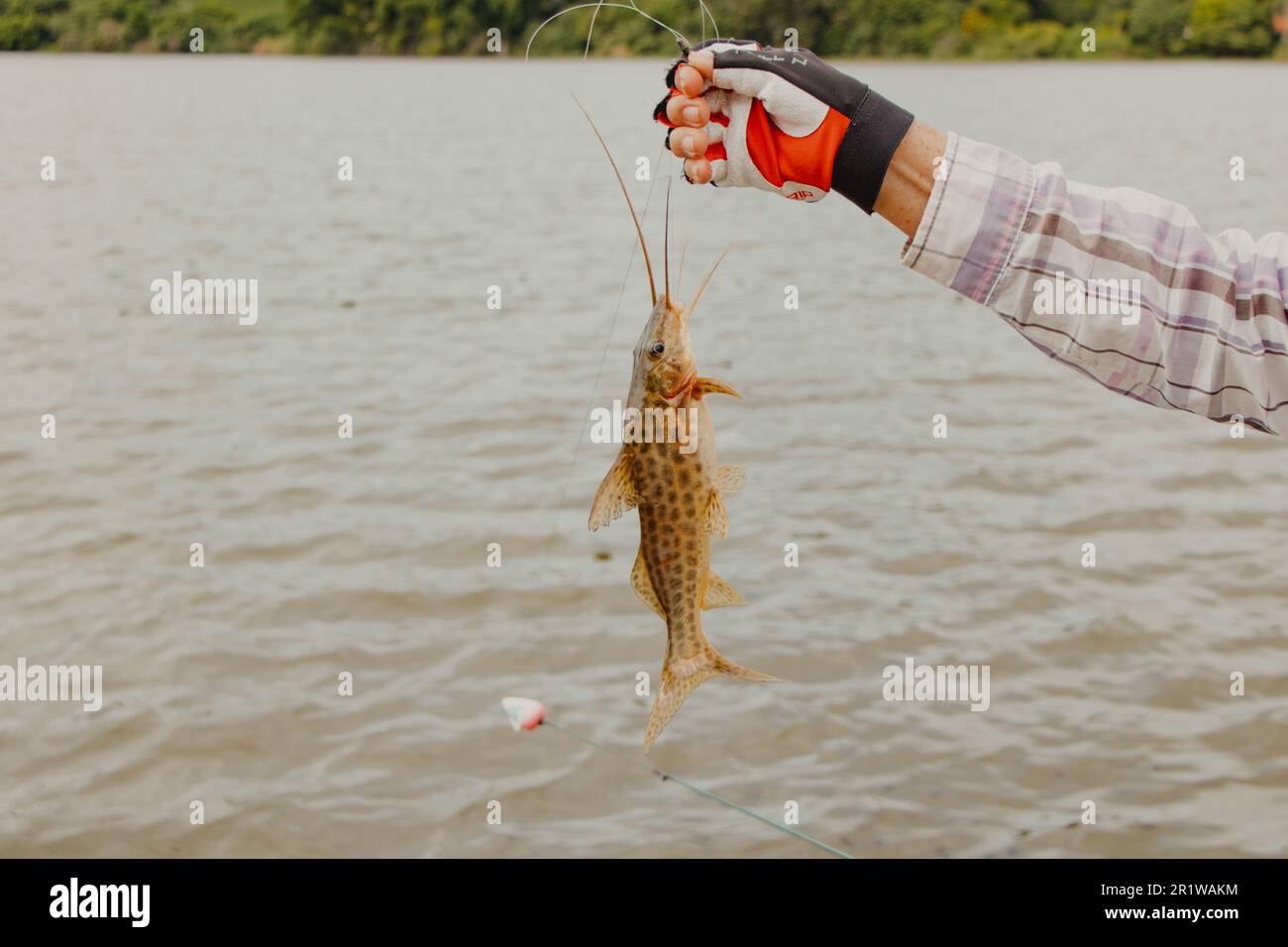 poisson pêché par pêcheur Banque D'Images