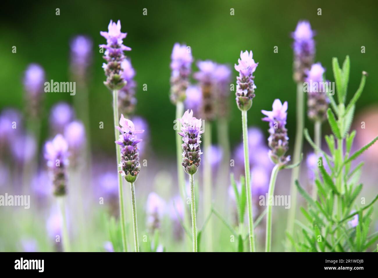 Fernleaf Lavender ou jagé Lavender ou Pinnata Lavender, belle fleur pourpre de lavande fleurir dans le jardin avec un fond doux Banque D'Images