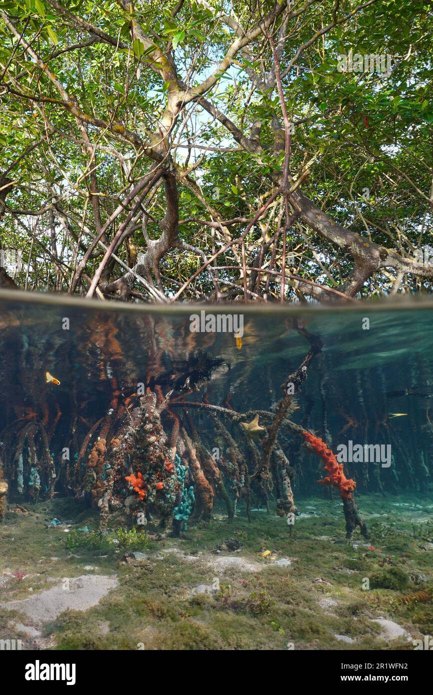 Mangrove dans la mer vue partagée sur et sous la surface de l'eau (mangrove rouge Rhizophora mangle), Amérique centrale, Panama Banque D'Images