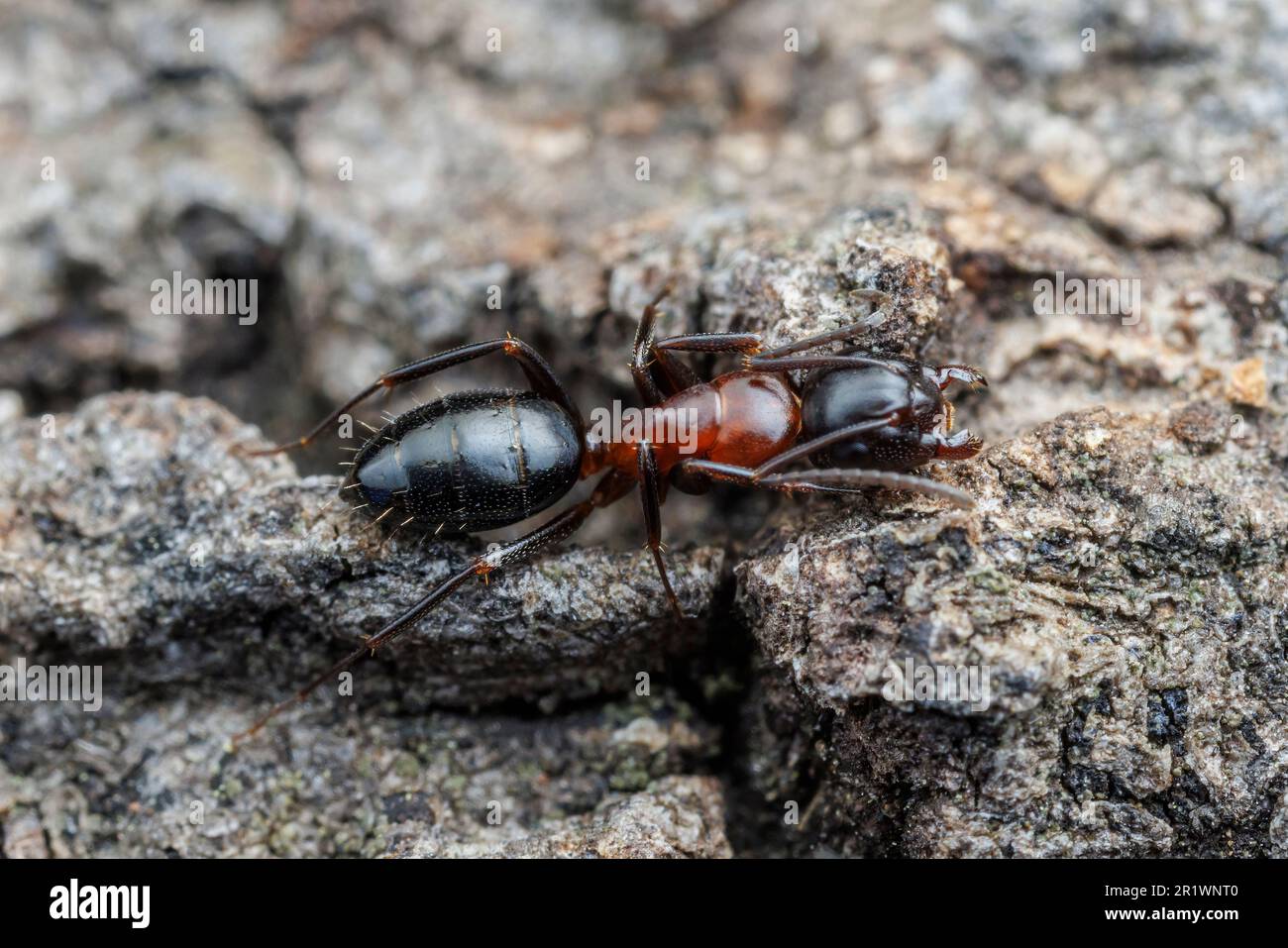 Ant de menuisier (Camponotus sp.) Banque D'Images