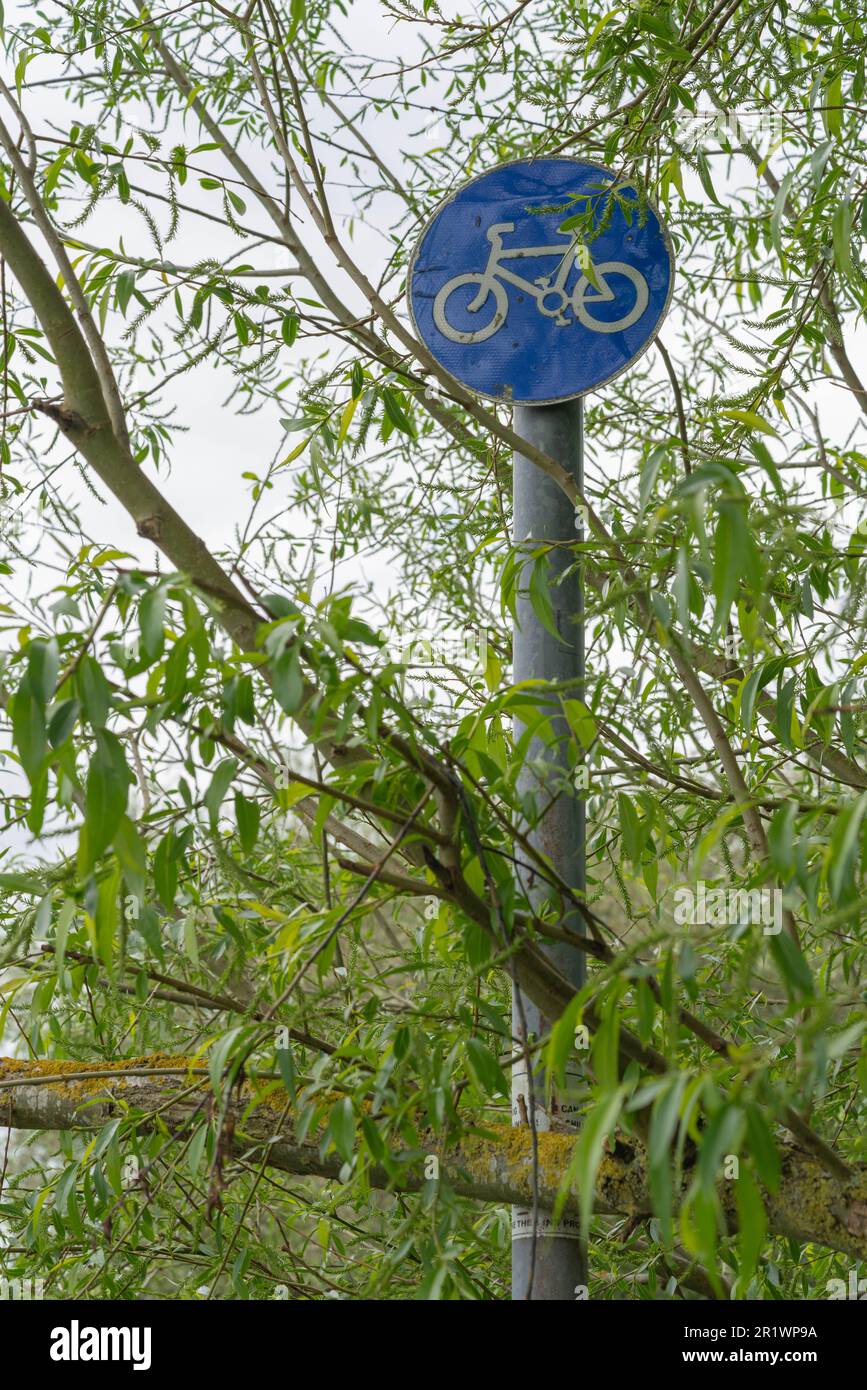Cercles bleus, instructions obligatoires, cyclistes seulement, panneau caché, envahi