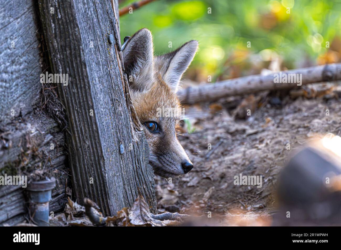 Jeune américain Red Fox (Vulpes vulpes fulva) Peeking autour d'un coin Banque D'Images