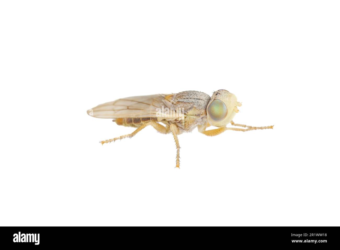 Mouche ailé par des images (Ulidiotites dakotana), isolée sur fond blanc. Banque D'Images