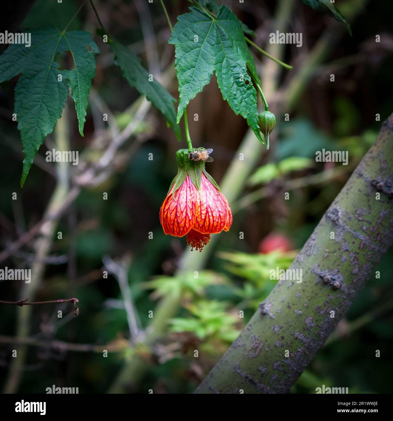 gros plan de la fleur de lanterne chinoise rouge et d'une abeille Banque D'Images