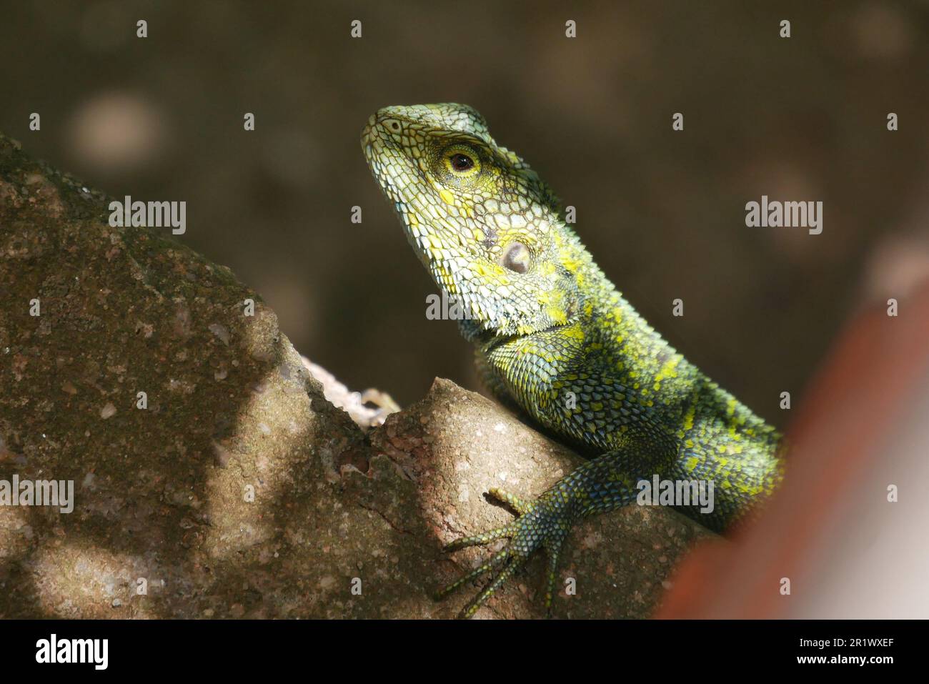 Beau lézard à gorge bleue rampant au-dessus des rives du lac kivu Banque D'Images