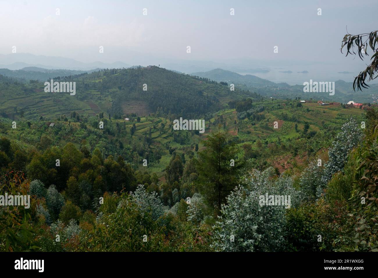 Collines et champs cultivés sur le sentier du Nil du Congo le long des rives du lac Kivu Banque D'Images Collines et champs cultivés sur le sentier du Nil du Congo le long des rives du lac Kivu Banque D'Images
