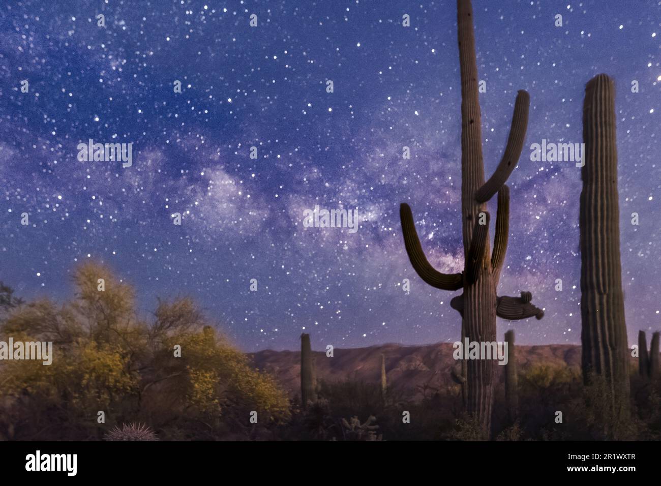 Le désert d'Arizona présente la galaxie de la voie lactée Banque D'Images