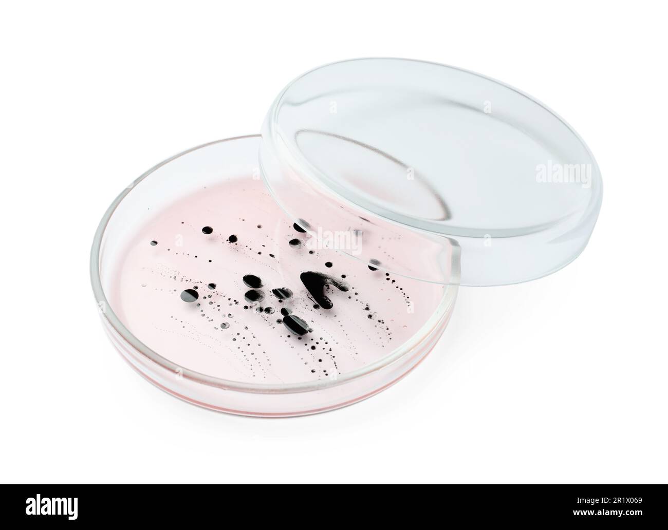Boîte de Pétri avec bactéries sur fond blanc Banque D'Images