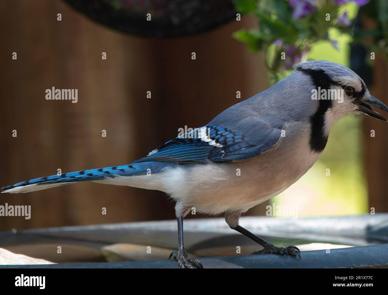 Un Bluejay arrive sur le pont Banque D'Images