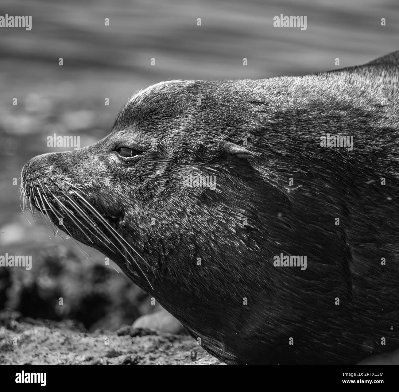 Portrait en gros plan de la face du lion de mer face à la mer sur les îles de la Colombie-Britannique. Sceau reposant sur la plage. Voyage photo, personne Banque D'Images