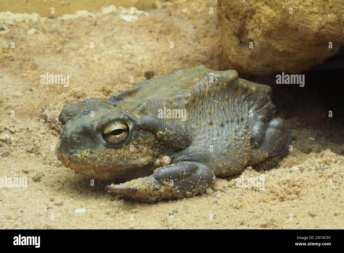 Sonoran toad (Bufo alvarius), captif Banque D'Images