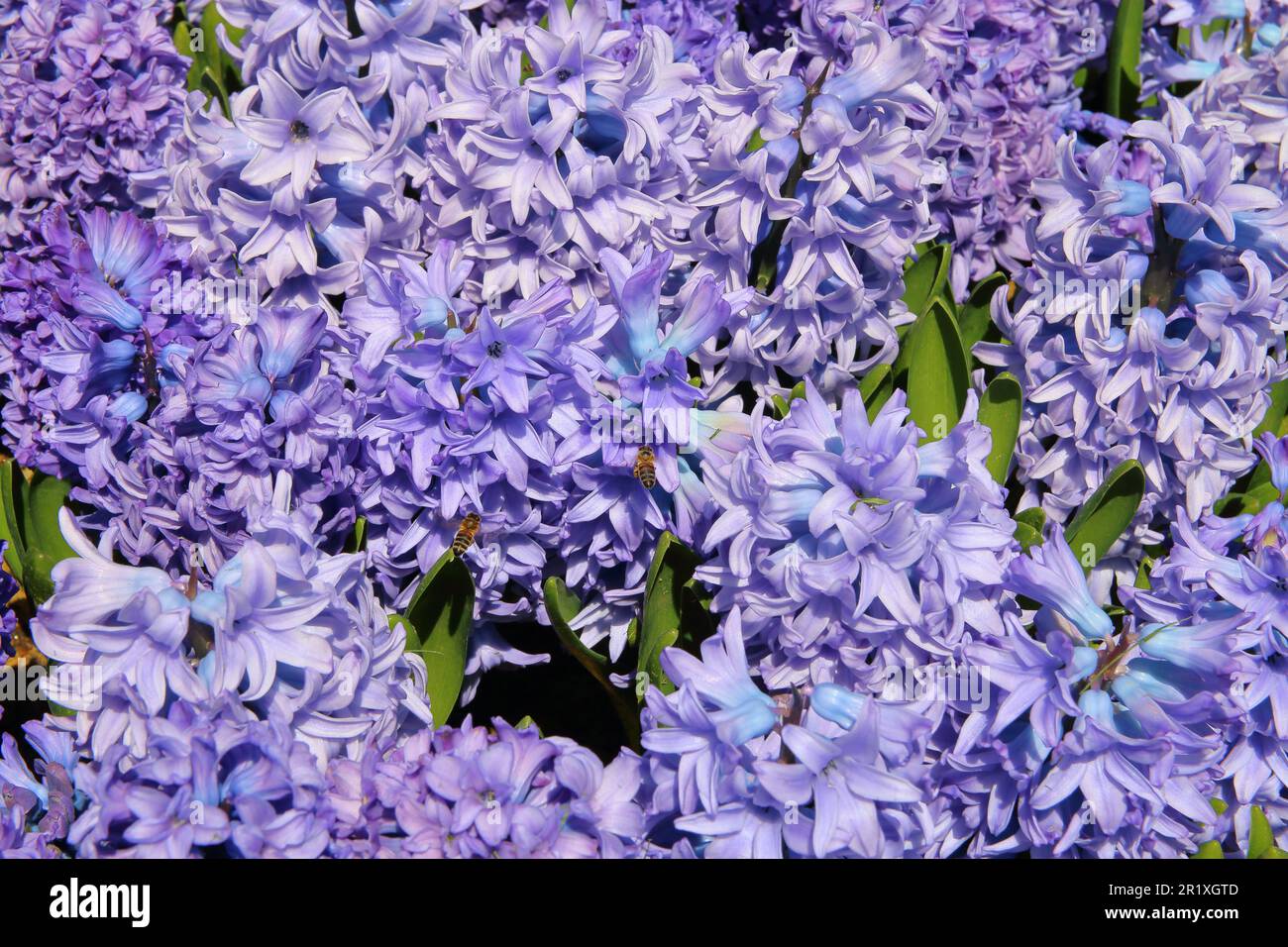 La photo a été prise dans un parc public d'Istanbul. Les jacinthes bleues en fleurs attirent les abeilles. Banque D'Images