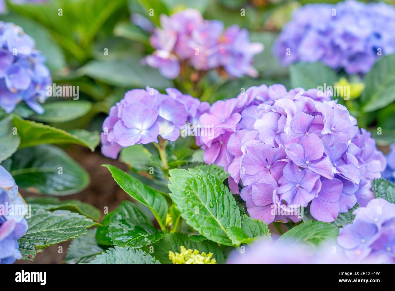 Hortensia dans la différence de couleur dans le jardin. Banque D'Images