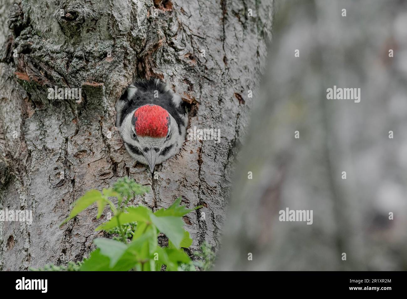 La sortie de Nest, prêt à voler (Dendrocopos Major) Banque D'Images