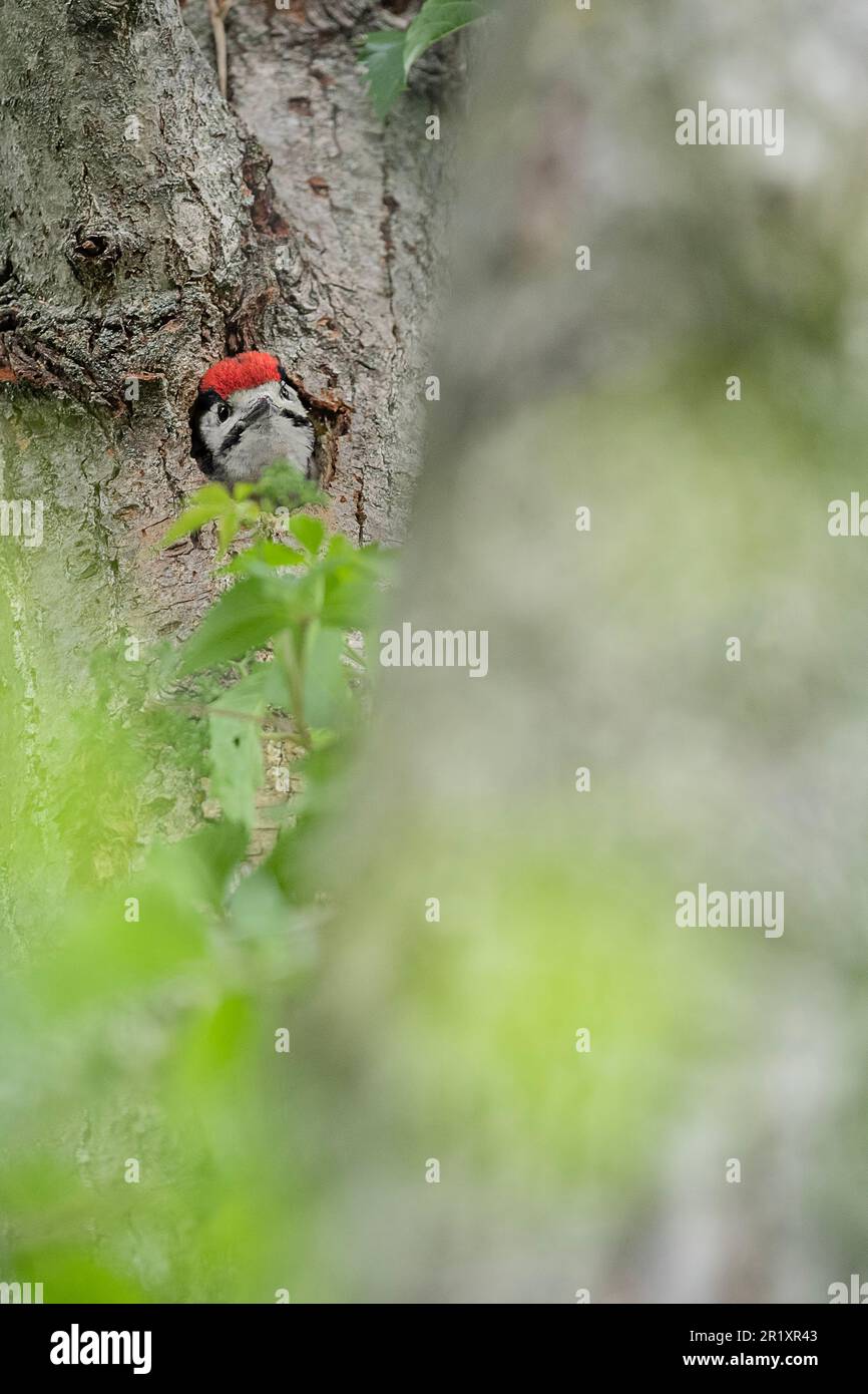 Poussin sur le nid, le grand pic tacheté (Dendrocopos Major) Banque D'Images