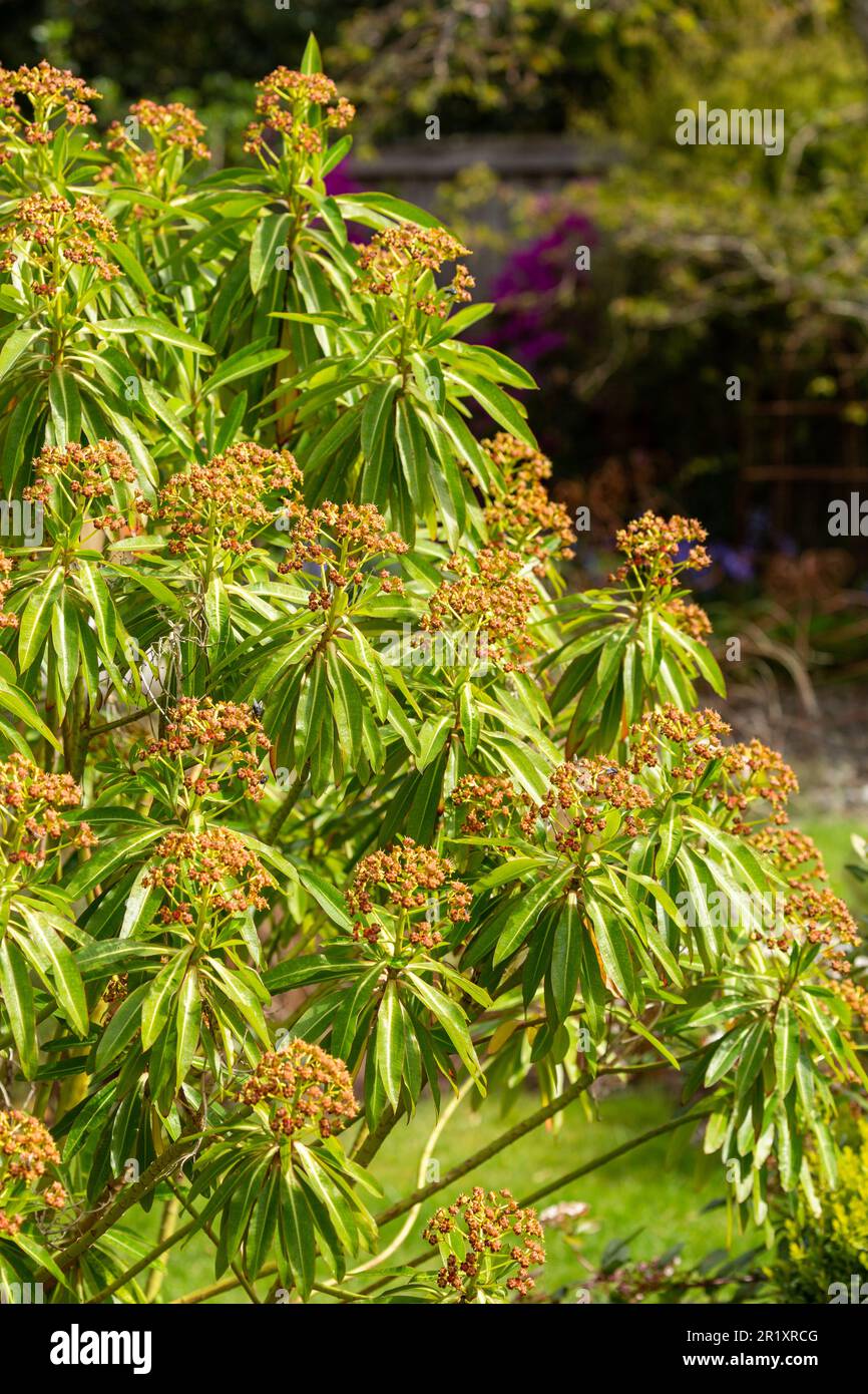 L'Euphorbia mellifera est un beau arbuste semi-vert, ses fleurs d'été parfumée au miel, qui sont populaires auprès des abeilles. Banque D'Images