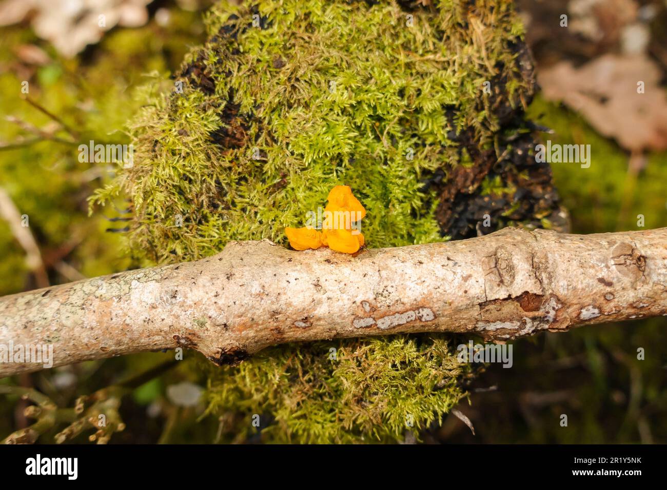 Le champignon du cerveau jaune (Tremella mesenterica) pousse sur un bâton de noisette en décomposition, dans la campagne de Herefordshire au Royaume-Uni. Avril 2023 Banque D'Images