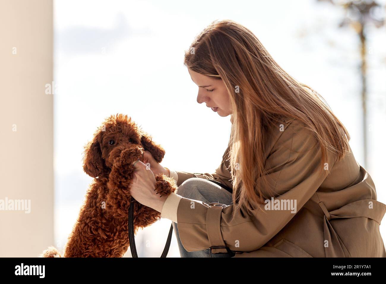 Une jeune fille blonde dans un élégant manteau beige traite son animal  jouet piodle. Fille et chien pour une promenade. Montrer le concept de  l'affection Photo Stock - Alamy