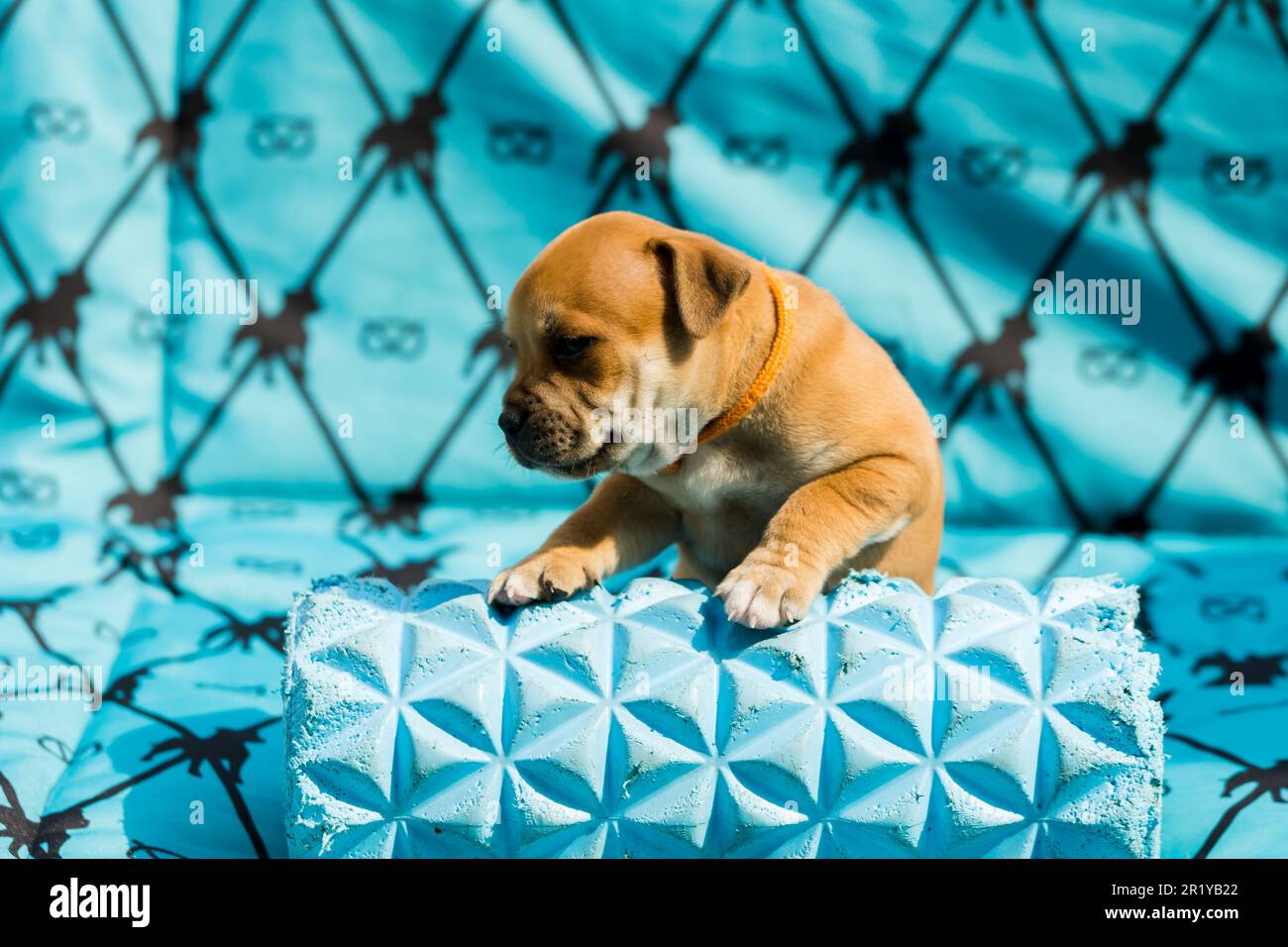 Staffordshire Bull terrier, merveilleux chiots de l'élevage professionnel de chiens de race. Banque D'Images