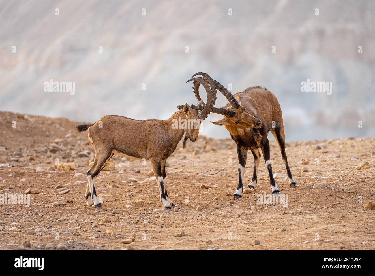 Deux mineurs Bouquetin de Nubie (Capra ibex nubiana) en désaccord. Photographié sur le bord du cratère de Ramon, désert du Néguev, Israël Banque D'Images