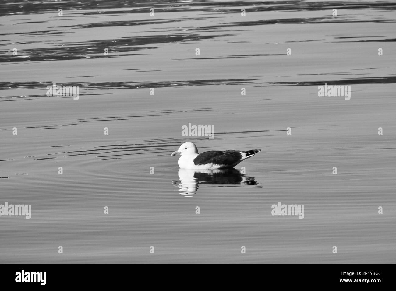 mouette nageant sur le fjord en Norvège dans une eau calme en noir et blanc. L'oiseau de mer se reflète dans l'eau. Photo d'animal de Scandinavie Banque D'Images