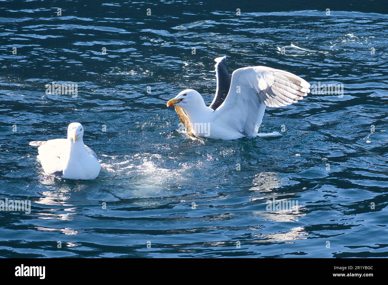 Les mouettes combattent la nourriture dans le fjord de Norvège. Des gouttes d'eau éclabouissent. Nourrir l'envie parmi les oiseaux de mer. Photo d'animal de Scandinavie Banque D'Images