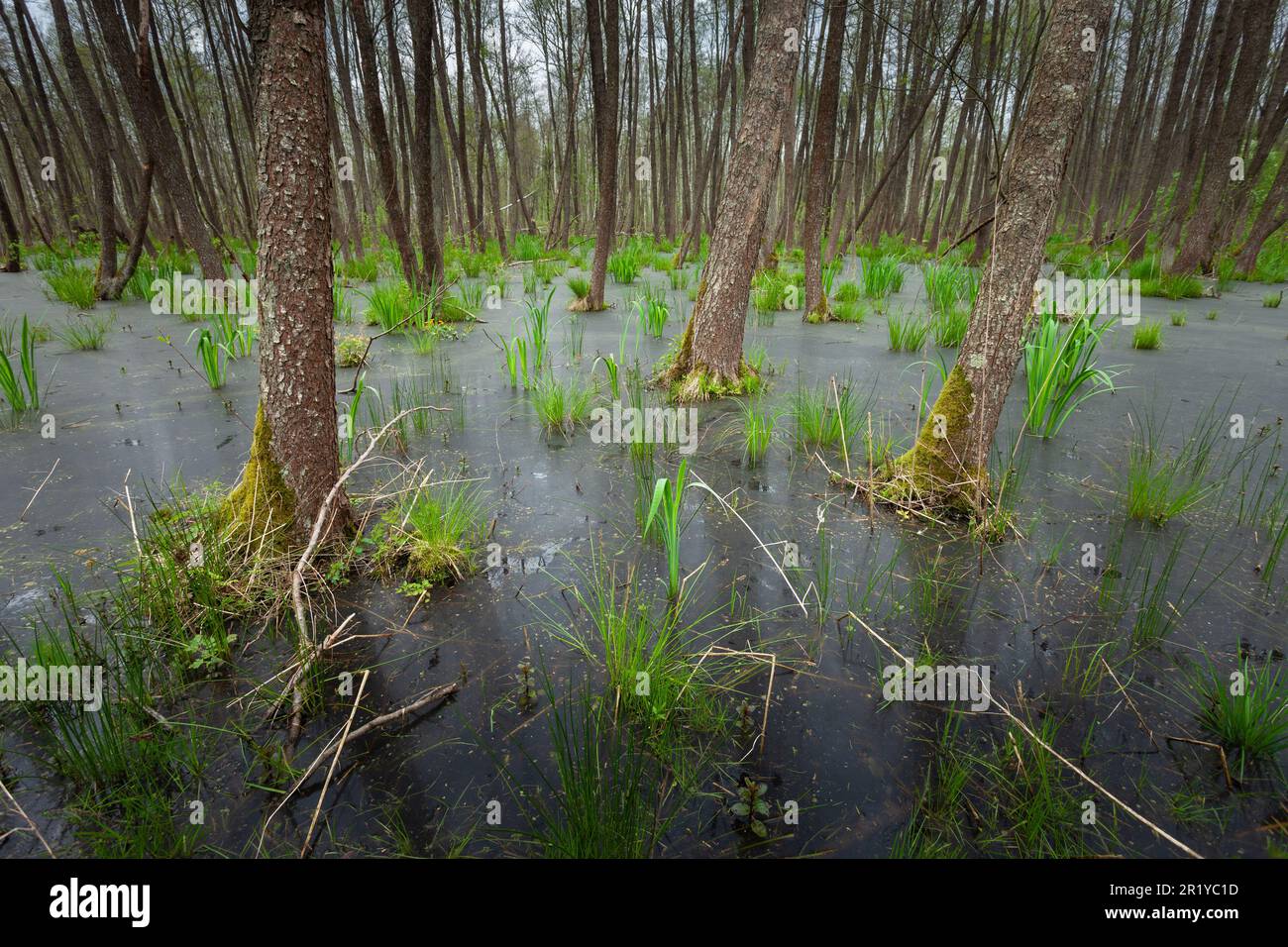Marais dans la forêt de l'est de la Pologne, le jour d'avril Banque D'Images