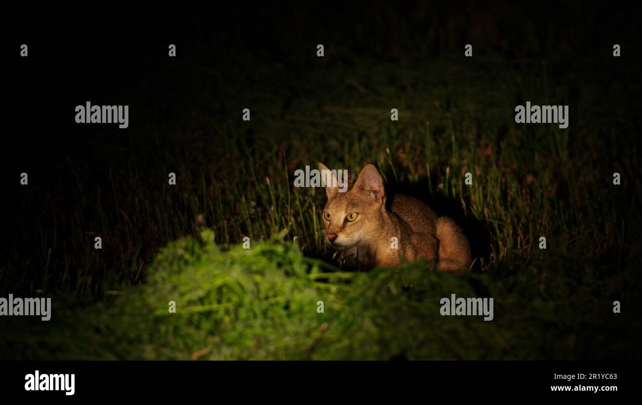 La photographie nocturne d'un chat de la jungle (Felis chus), également appelé chat roseaux, chat marécageux et lynx de la jungle, est un chat de taille moyenne originaire du Moyen-Orient, le Banque D'Images