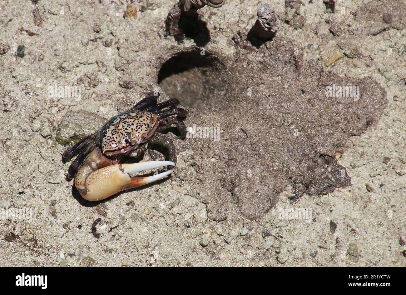 Crabe royal (Uca tétragonon) mâle photographié dans un marais de mangrove, île Curieuse des Seychelles, en avril Banque D'Images