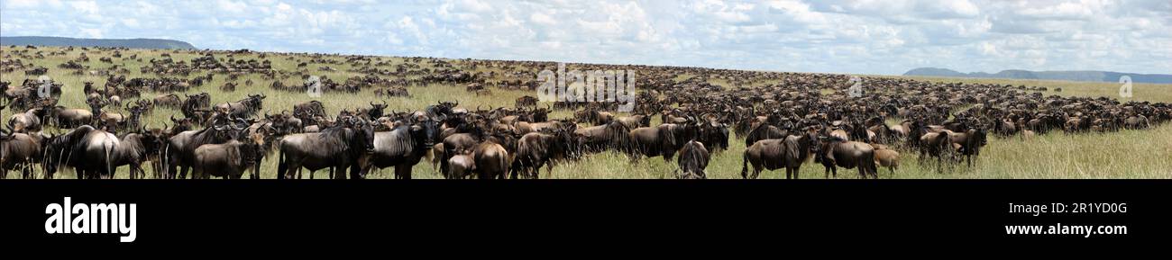 La migration annuelle du Serengeti, une recherche de nourriture et d'eau toute l'année par quatre espèces nomades d'animaux à capuchon : wildebeest, Zebra, Eland et Thomson Banque D'Images