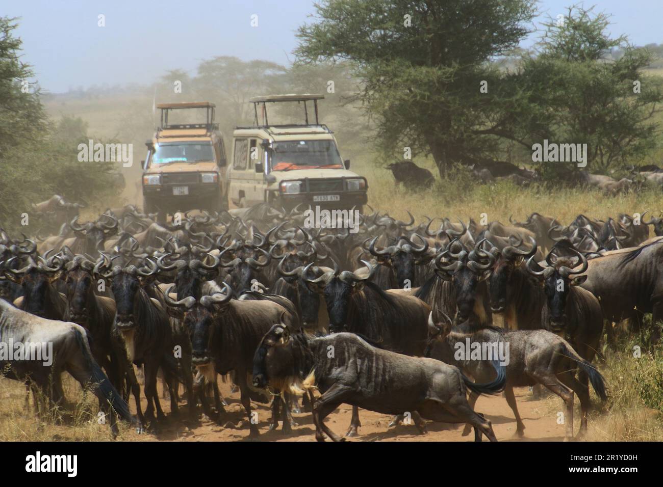 La migration annuelle du Serengeti, une recherche de nourriture et d'eau toute l'année par quatre espèces nomades d'animaux à capuchon : wildebeest, Zebra, Eland et Thomson Banque D'Images