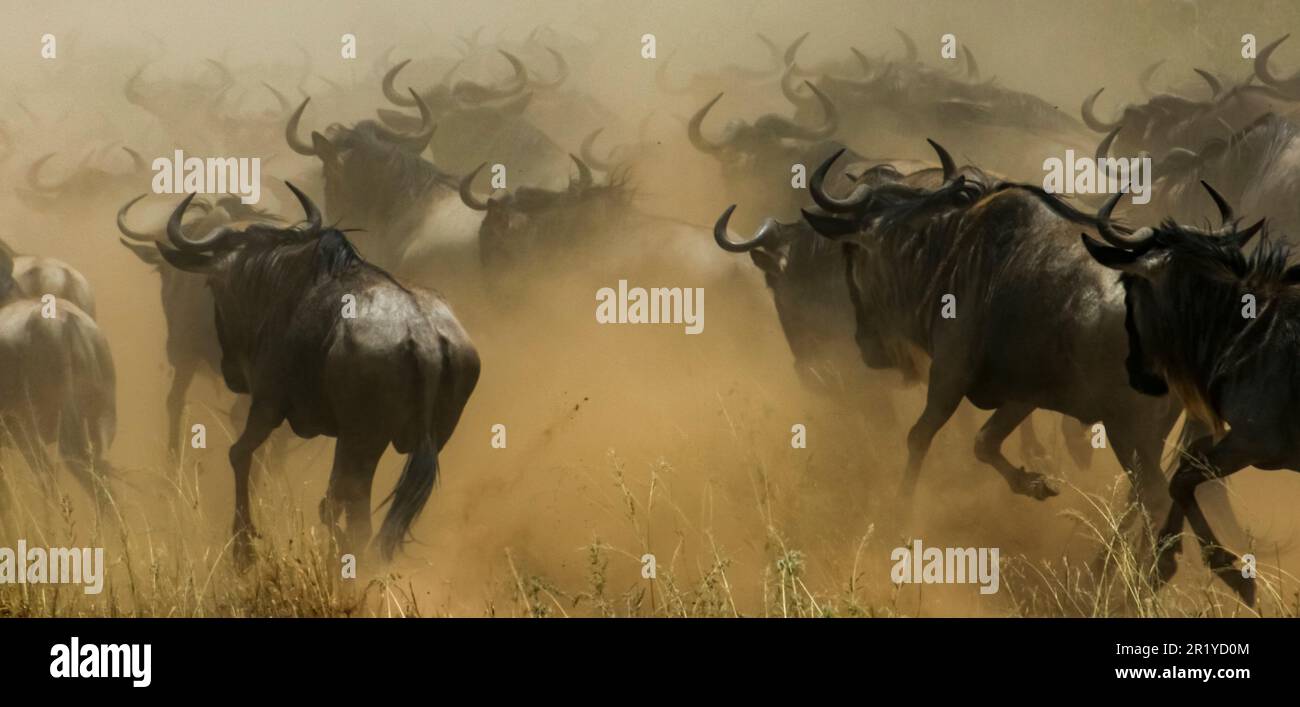 La migration annuelle du Serengeti, une recherche de nourriture et d'eau toute l'année par quatre espèces nomades d'animaux à capuchon : wildebeest, Zebra, Eland et Thomson Banque D'Images
