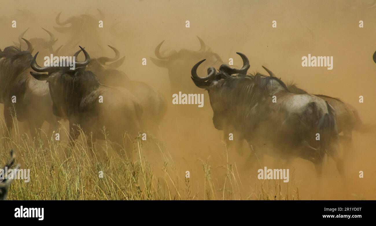 La migration annuelle du Serengeti, une recherche de nourriture et d'eau toute l'année par quatre espèces nomades d'animaux à capuchon : wildebeest, Zebra, Eland et Thomson Banque D'Images