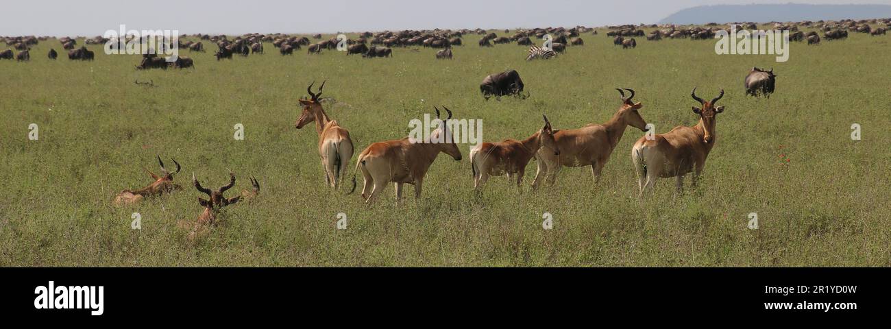 La migration annuelle du Serengeti, une recherche de nourriture et d'eau toute l'année par quatre espèces nomades d'animaux à capuchon : wildebeest, Zebra, Eland et Thomson Banque D'Images
