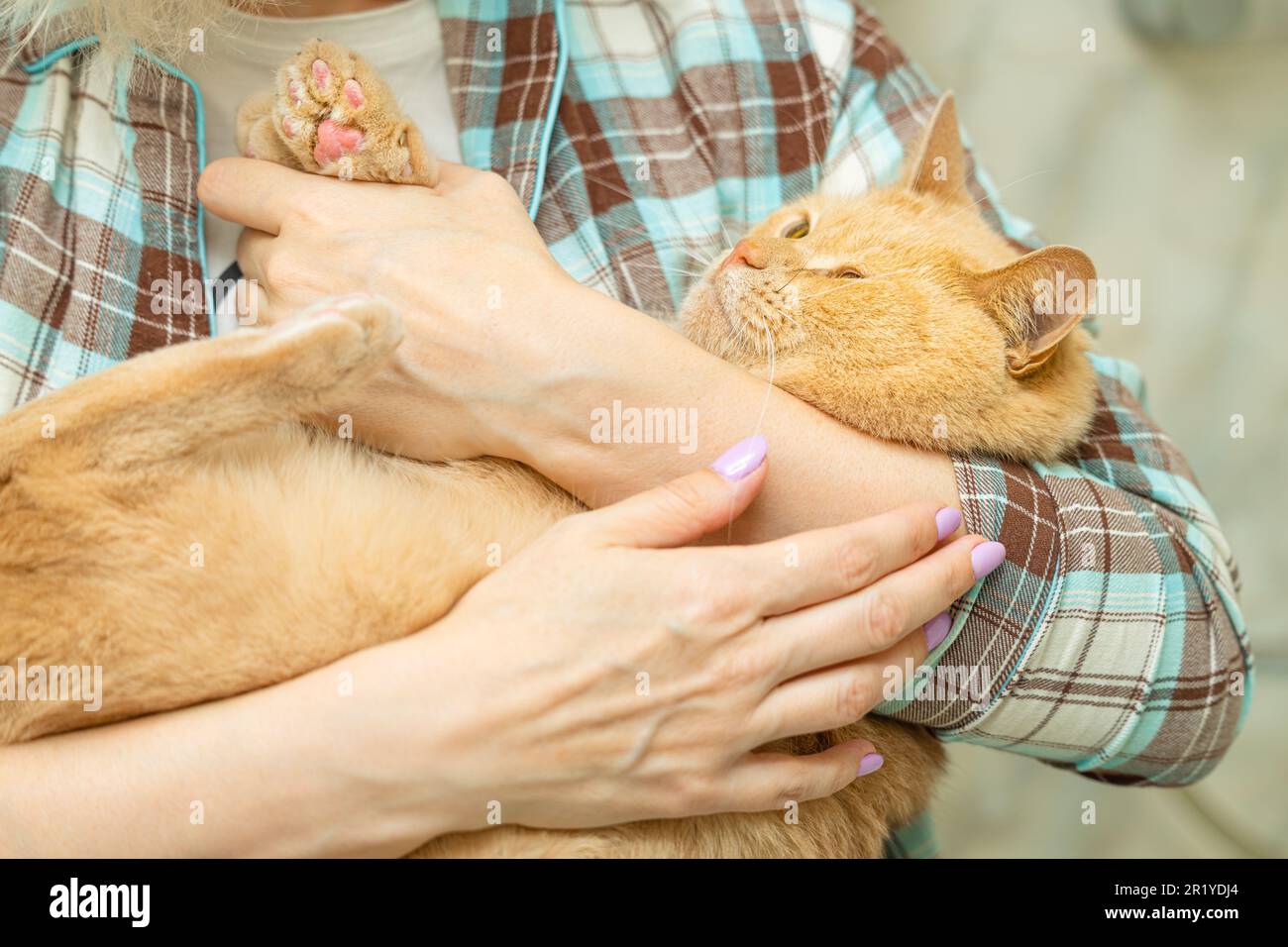 femme tenant son chat bien-aimé dans ses bras. le chat entre les mains humaines Banque D'Images