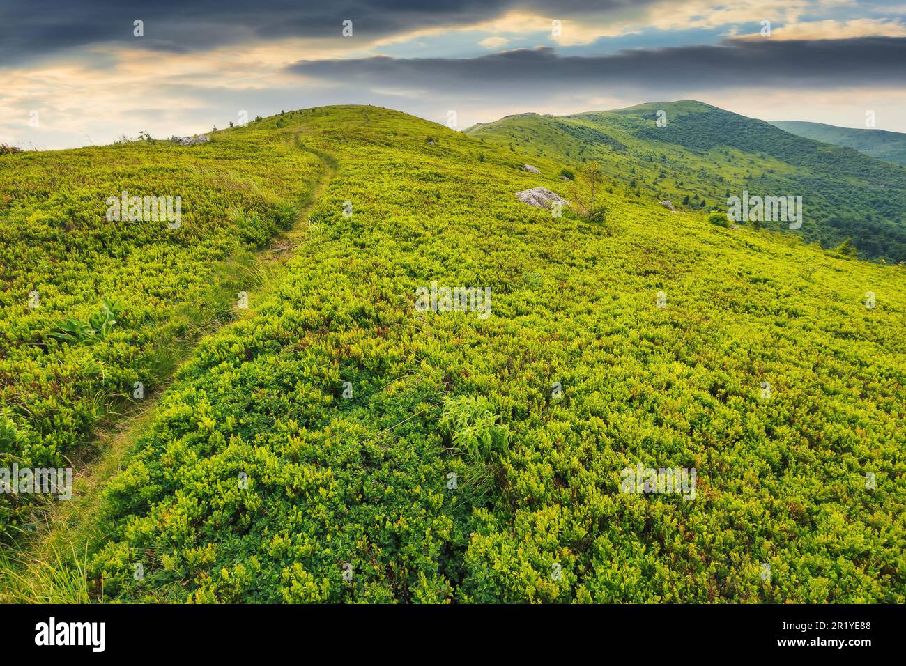 sentier étroit à travers la prairie alpine. magnifique paysage vallonné des carpates ukrainiens en été Banque D'Images