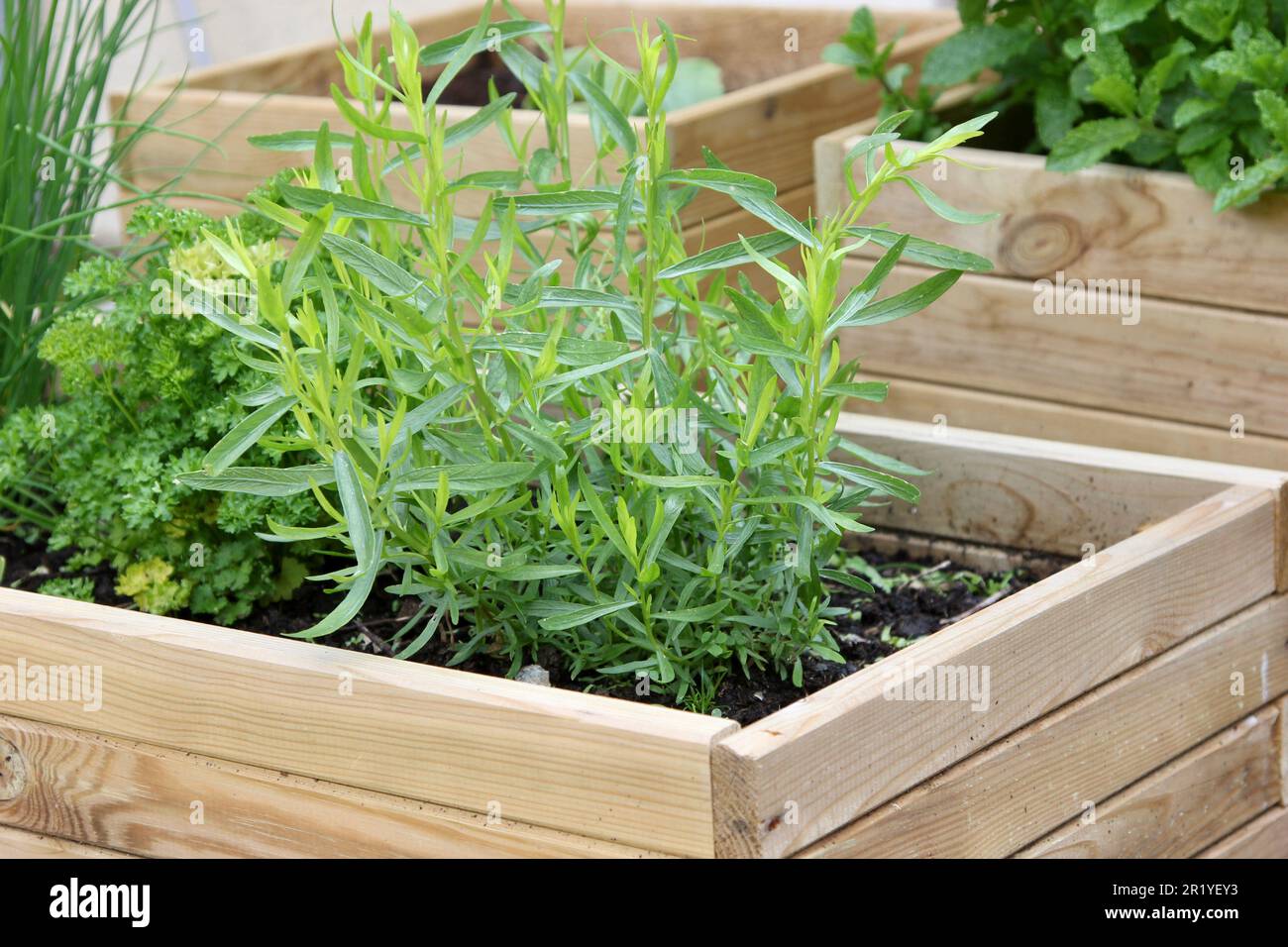 Les deux herbes culinaires qui poussent Banque D'Images